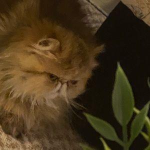 Meet your Posher, Sofia